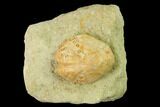 Sea Urchin (Lovenia) Fossil on Sandstone - Beaumaris, Australia #144382-1